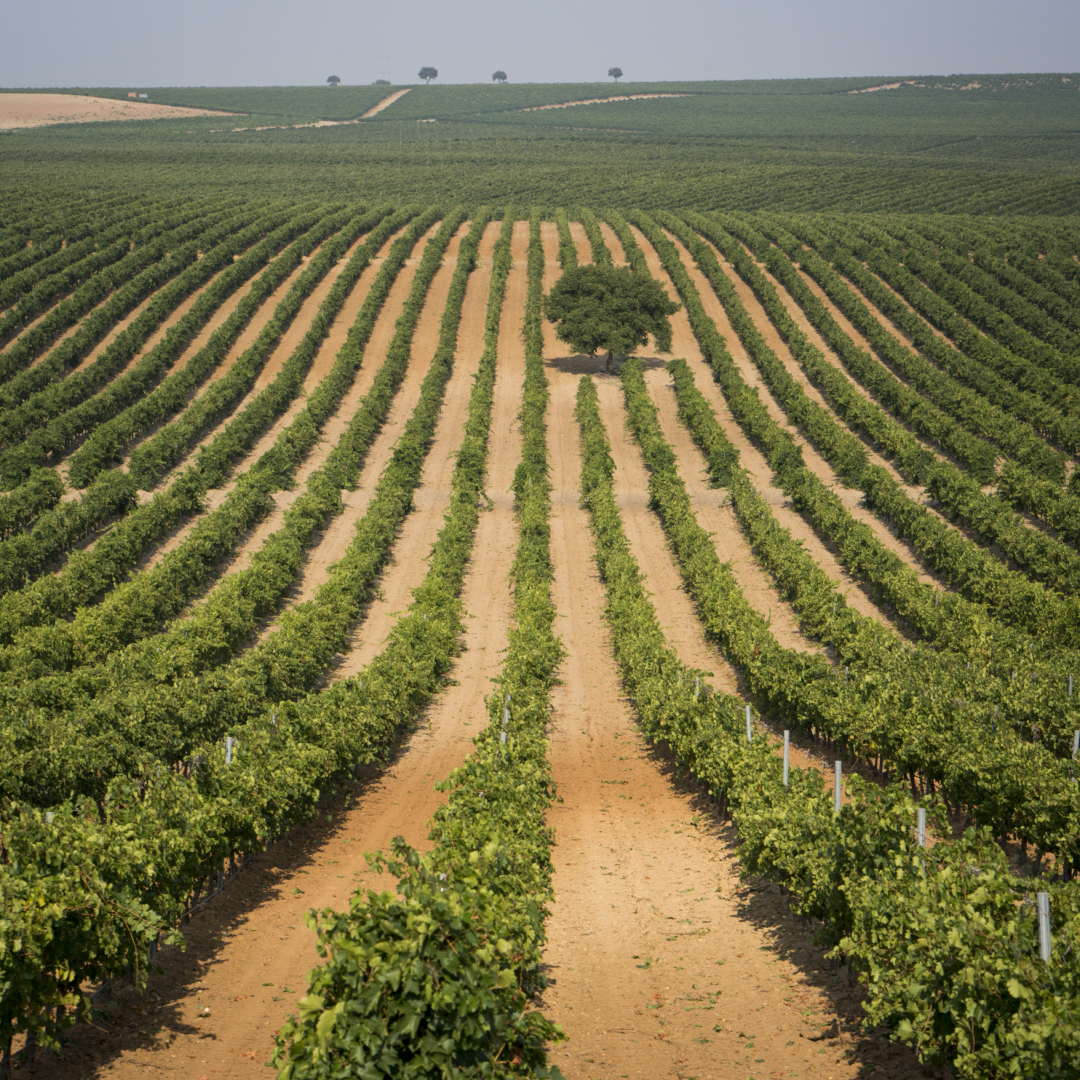 Win Tempranillo 12 Months Aged Organic De-Alcoholised Red Wine 75cl 0% ABV